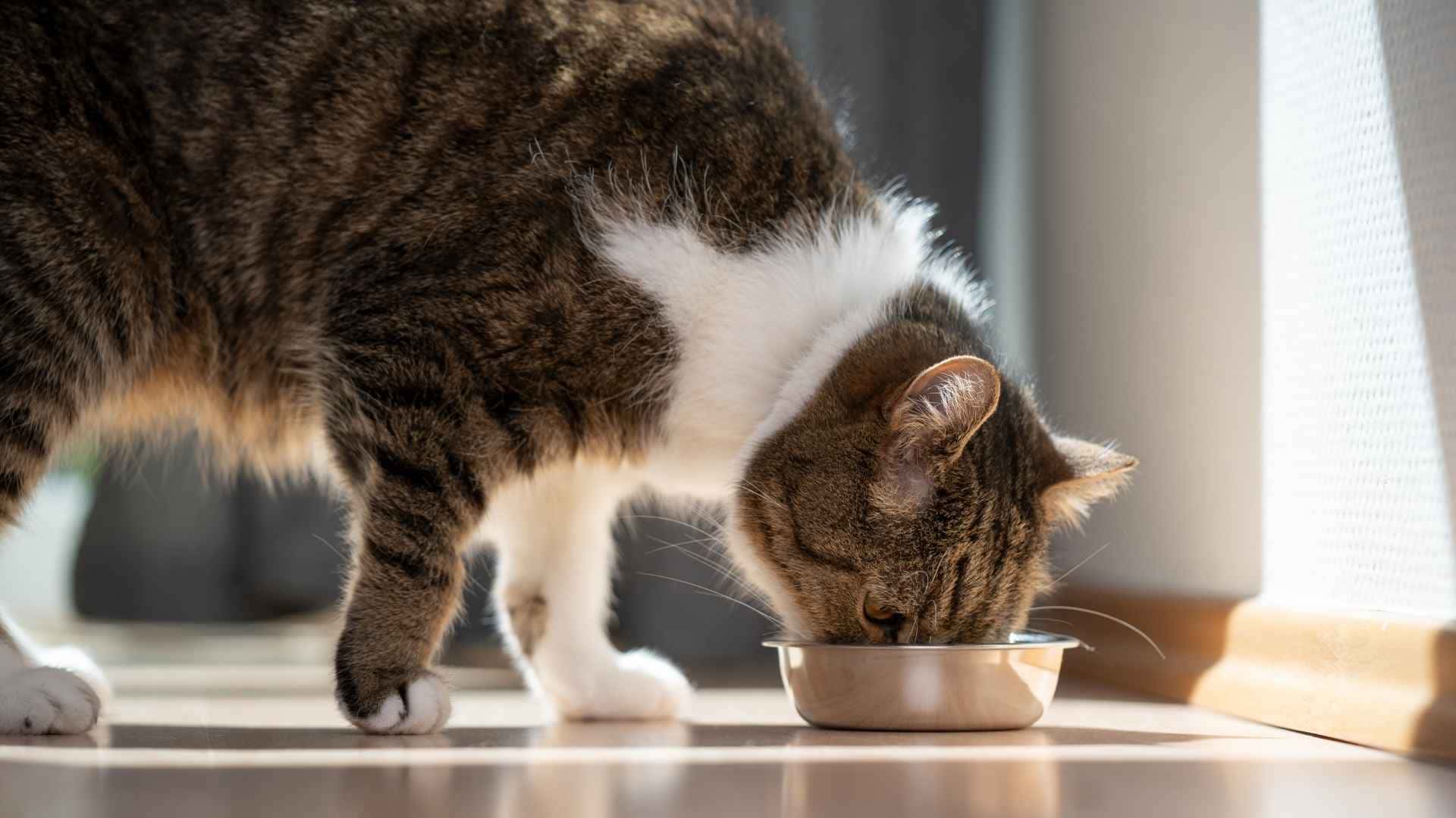 Gato comiendo pienso